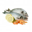 Snapper (Fish)